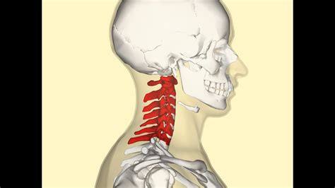 anatómia krku a možné zdroje bolesti