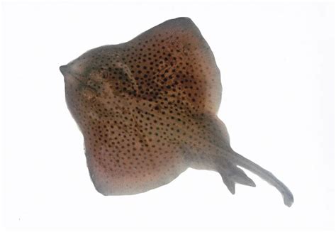 Ilustrácia raje krátkochvostej (Blonde ray)