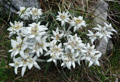 Kvet BIO plesnivca alpského