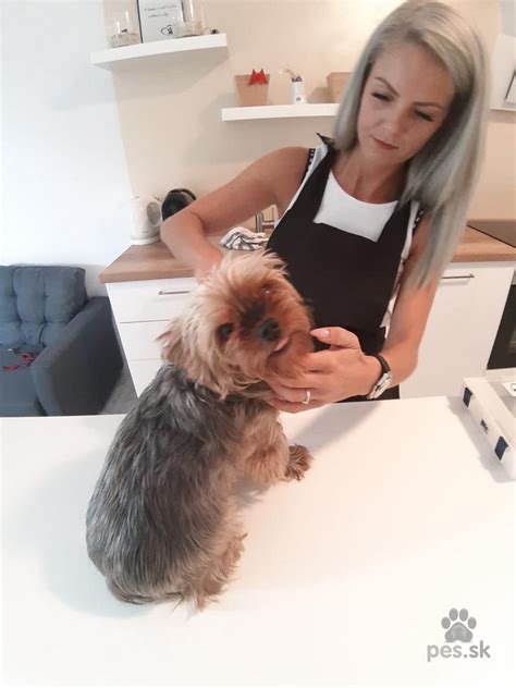 Služby salónu pre psíkov a mačky bublinka