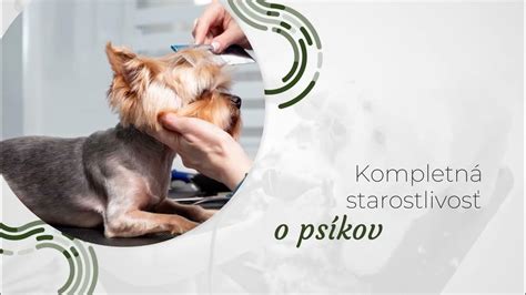 Schéma znázorňujúca správne strihanie srsti bišonika