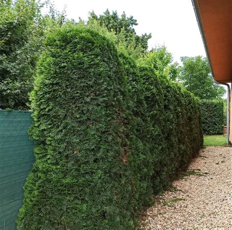 Schéma správneho tvarovania živého plota