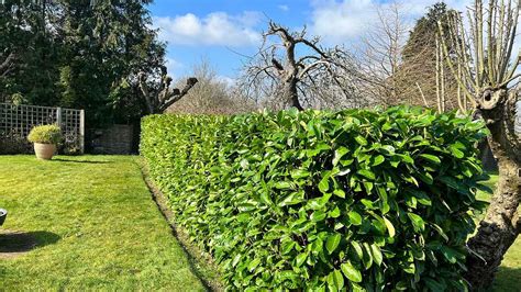 Nôž na živý plot v blízkosti