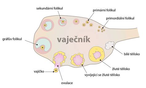 Ženské vlasové folikuly