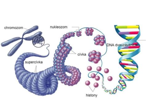 Schéma epigenetických mechanizmov