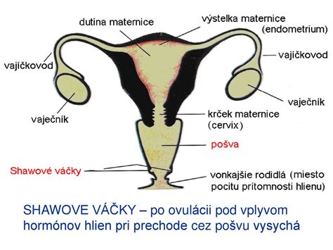 schéma správneho smeru holenia ženských nôh