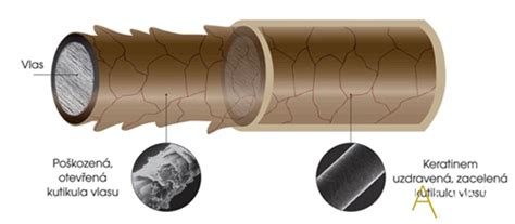 štruktúra ľudského vlasu a zloženie keratínu
