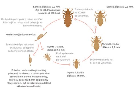 schéma životného cyklu vši detskej