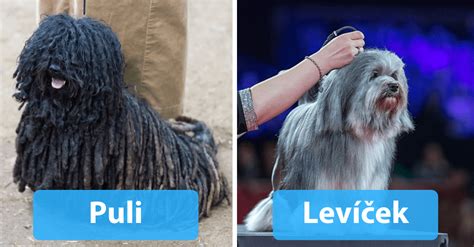 Štandardné strihy pre rôzne psie plemená