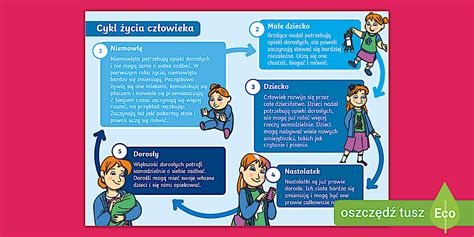 Infografika rastového cyklu obočia