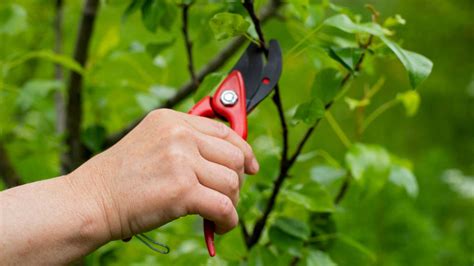 nástroje na rez stromov