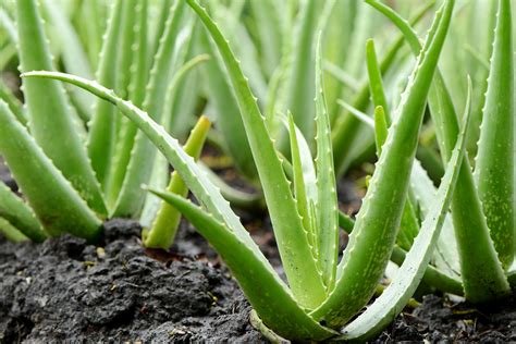 Zber a spracovanie aloe vera