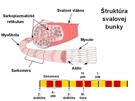 Štruktúra keratínového vlákna