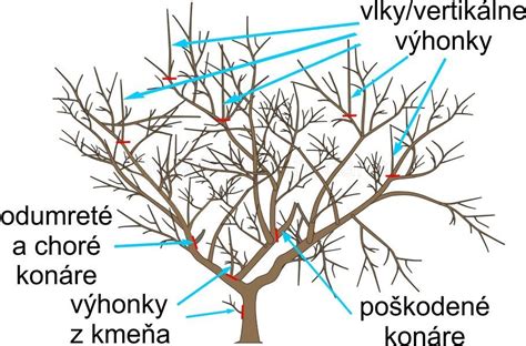 Zimný rez jablone so zameraním na kvetné puky