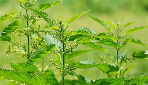 Žihľava a praslička