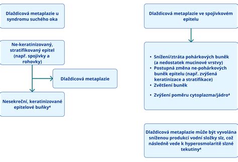 Schéma správnej aplikácie suchého šampónu ku korienkom