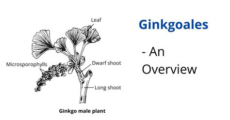 Diagram: Ako kofeín a ginkgo biloba pôsobia na vlasové folikuly