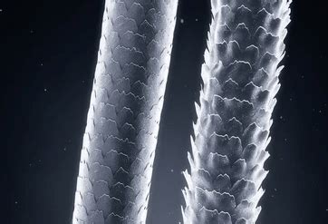 štruktúra kučeravého vlasu a otvorená kutikula