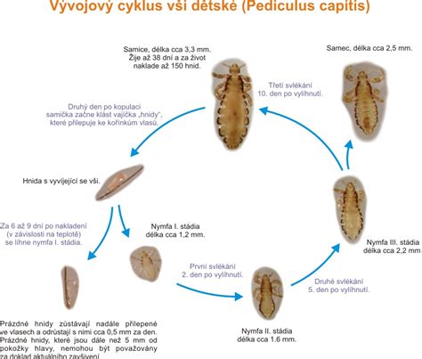 Cyklus vší a hníd vo vlasoch