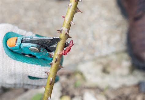 Detailný záber na správne vykonaný rez koruny stromčekovej ruže