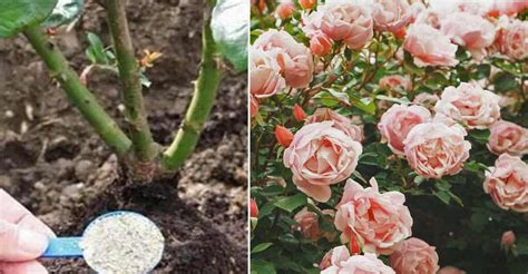 Schéma zazimovania stromčekovej ruže (obalenie korunky a nakopčenie)