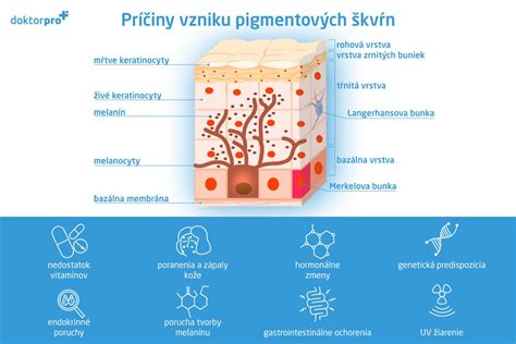 schéma smerov rastu fúzov na tvári