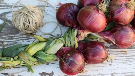 cibuľový vrkoč ozdobený slamienkami a čili papričkami