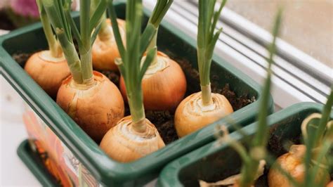 prehľad metód skladovania cibule v domácnosti