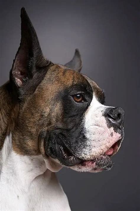 Ukážka moderných boxerských vrkočov