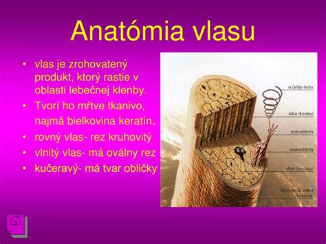 Schéma štruktúry vlasov: rovný vlas verzus kučeravý vlas