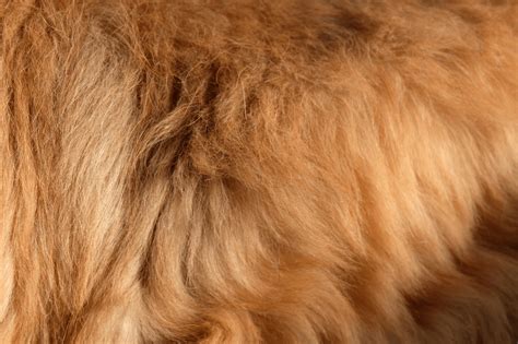 pes, ktorému sa čistí srsť pomocou bezoplachového šampónu